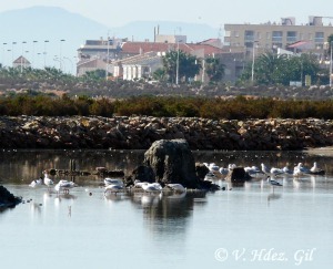 Gaviota picofina