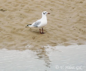 Gaviota reidora