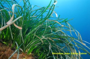 Posidonia oceanica - Juan Carlos Calvn