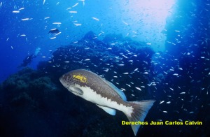 Figura 2. Los peces pequeos pelgicos se recuperan mejor de una situacin de sobrepesca que las especies de fondo a las que sirven de alimento en muchos casos