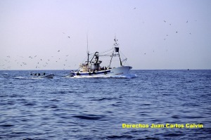 Figura 1.  Despus de muchos aos de seleccin, en la actualidad las formas de pesca se han homogeneizado mucho, habiendo perdurado las ms rentables