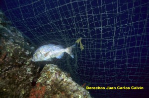 Figura 5. Trasmallo con una presa enmallada