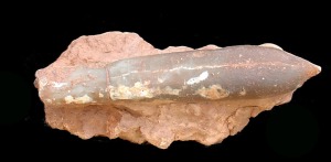 Belemnites de las calizas del Jursico de Cehegn. Longitud = 5 cm 