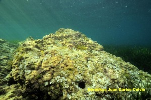 Figura 1. El paisaje roca iluminada en isla Plana, que mantiene el mismo aspecto en todo el primer sector