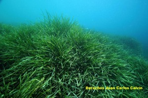 Figura 4. El paisaje pradera de Posidonia oceanica presenta el mismo buen aspecto en todo el tramo