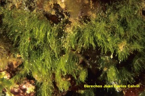 Pseudochlorodesmis furcellata - Juan Carlos Calvn