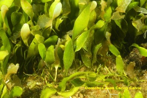 Caulerpa prolifera - Juan Carlos Calvn