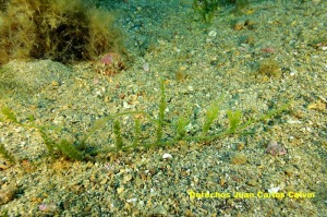 Caulerpa racemosa - Juan Carlos Calvn