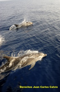 Figura 3. Los cetceos del Mediterrneo cuentan con un plan especfico de proteccin por parte del Convenio de Barcelona y del Convenio de Bonn