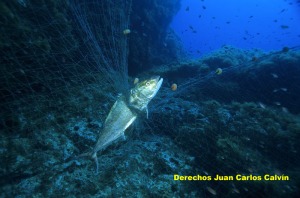 Figura 5. La recuperacin de las especies en la reserva permite una pesca artesanal rentable aunque est muy controlada