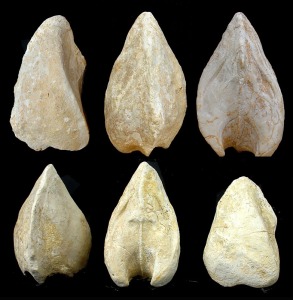 Moldes internos de Arca sp. del Cretcico de Toledo. Por cortesa de Jos Antonio Rodrguez Hernndez. Longitud = 6 cm 