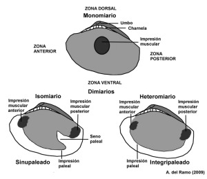 Tipos de impresiones musculares y paleales 