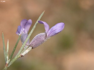 Pea Apartada (Sierra Espua)