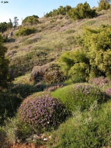 Fuente Blanca (Sierra Espua)