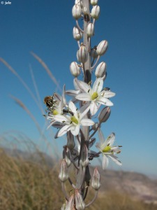 Sierra de la Fausilla