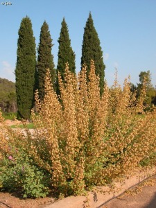 Centro Forestal Vivero El Valle