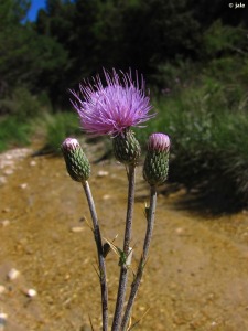 Barranco de Cantalar