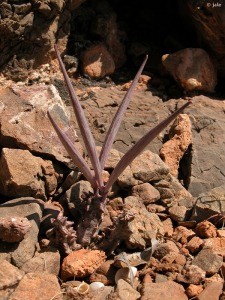 Bolnuevo