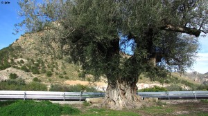 pr. cementerio de Ricote