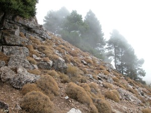 Sierra Espua