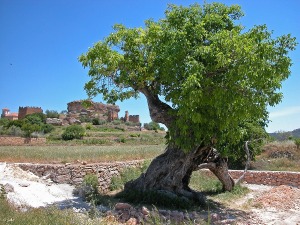 Huerta de Socovos (Albacete)