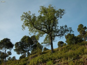 Sierra Espua