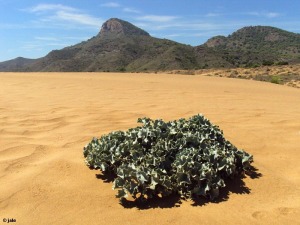 Microrreserva propuesta Dunas del Rasall (CARTA-02)