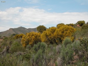 pr. Embalse del Cenajo