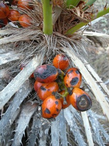 Sierra de la Fausilla