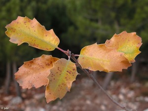 Sierra Espua