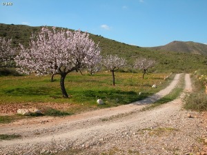 Campillo de Adentro