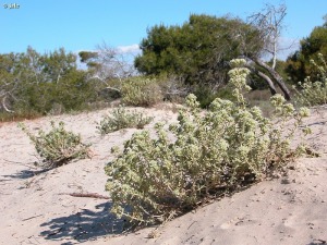 San Pedro del Pinatar