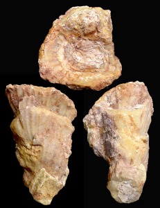 Radiolites: Rudista (Radiolites aff.). Ejemplar de la coleccin del rea de Geologa de la Univ. de Murcia. Longitud = 7 cm 