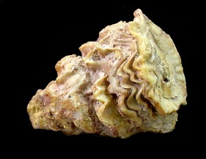 Radiolites: Rudista (Radiolites sp.). Ejemplar de la coleccin del rea de Geologa de la Univ. de Murcia. Longitud = 6 cm 