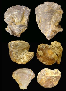 Rudista: Rudistas del Cretcico inferior de Jumilla. Longitud = 7-4 cm 