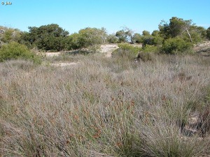 Pinar del Coterillo en San Pedro del Pinatar