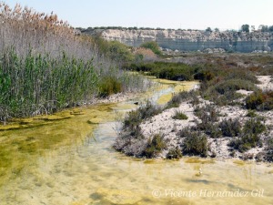 El carrizo delata la presencia de carrizo de agua dulce 