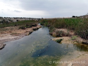 La Rambla de Albujn desemboca agua con elevadas concentraciones de nutrientes al Mar Menor [ramblas]