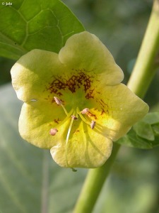 Banco de Germoplasma de Flora Silvestre de la Regin de Murcia