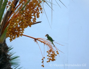 Fauna y vegetacin extica 