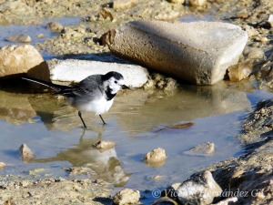 Lavandera blanca en un charco de Archena 