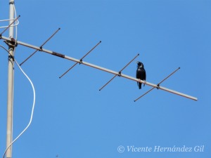 Estornino negro cantando. Sus bandadas en invierno pueden llegar a ser numerosas 