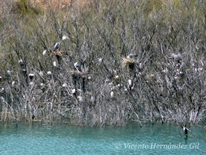 Colonias de ardeidas en el embalse de Qupar [humedales]