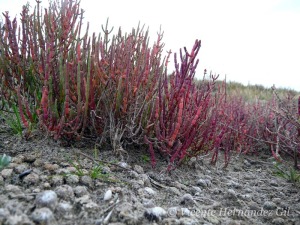 Salicornia, especie tpica de los criptohumedales halfilos 