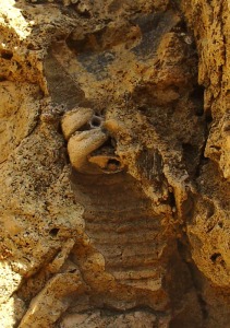 Moldes parciales, externo e interno, de Turritella sp. del Plioceno de Calnegre (Lorca). Longitud = 10 cm 