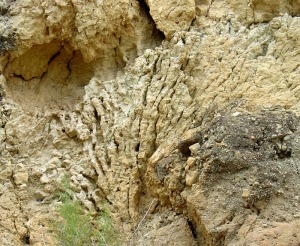 Detalle de una de las colonias de Tarbellastraea sp. del arrecife n1 localizado en la rambla del Chorrillo 