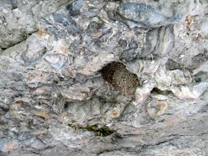 La biodiversidad aprovecha la geodiversidad para vivir. En la foto un nido encajado en un lumaquela de ostras en el techo de una oquedad 