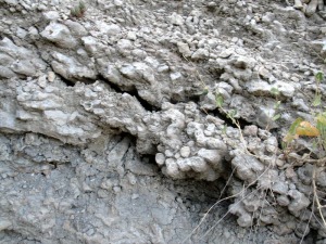 Detalle de los corales de Porites sp 