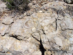 Detalle de un nivel de rudistas del Cretcico inferior de Jumilla 