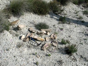 El rico laboratorio de Geologa al aire libre que tiene Murcia es una herramienta para que nuestros zagales sean futuros gelogos. Sus yacimientos paleontolgicos deben ser conservados 